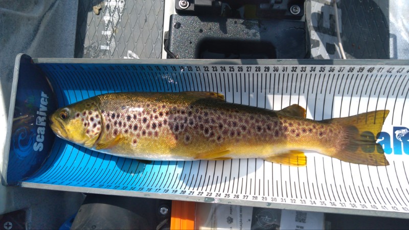 Fish Measure Picture