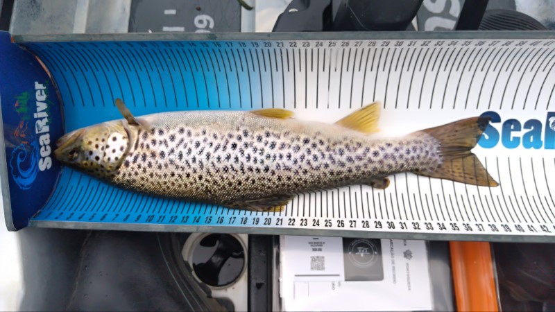 Fish Measure Picture