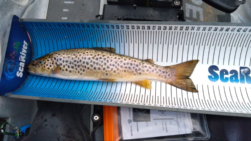 Fish Measure Picture