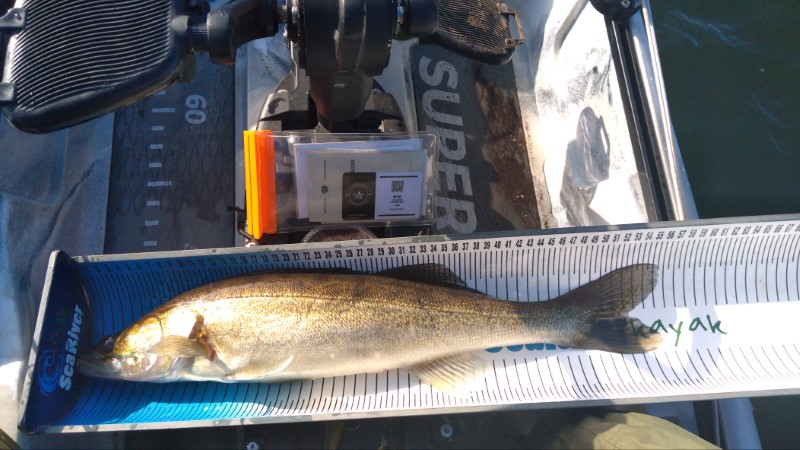Fish Measure Picture