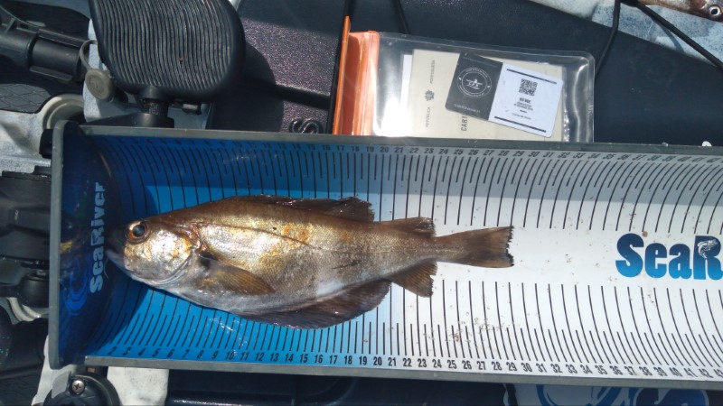 Fish Measure Picture