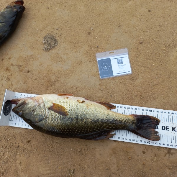 Fish Measure Picture