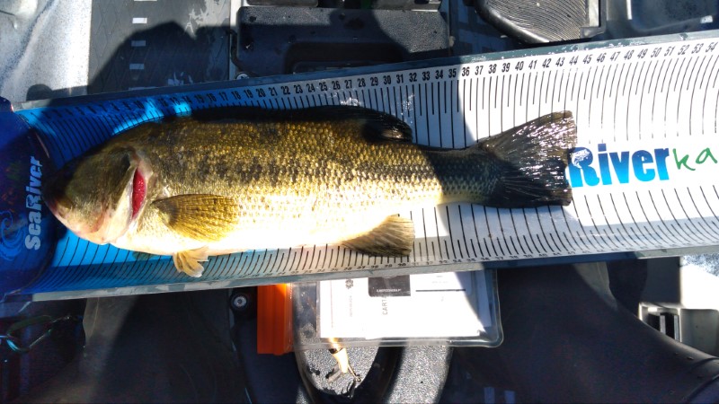 Fish Measure Picture