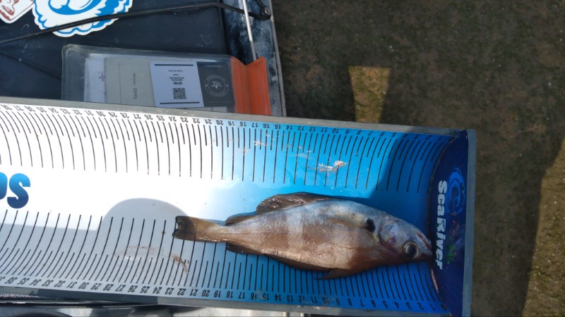 Fish Measure Picture