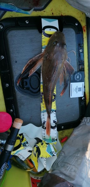 Fish Measure Picture