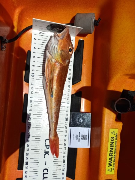 Fish Measure Picture