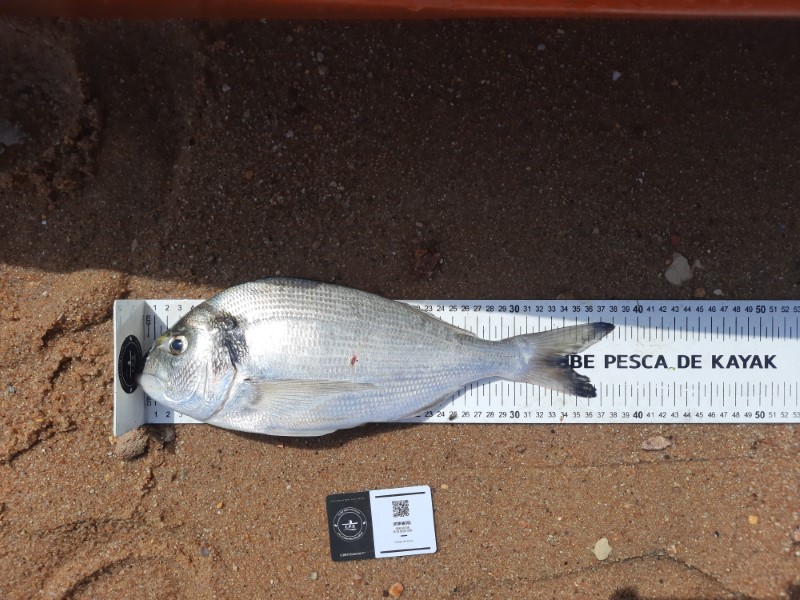 Fish Measure Picture