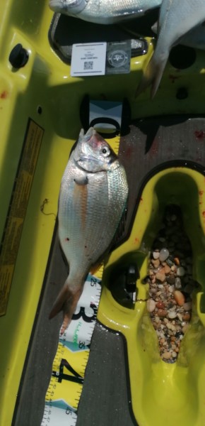Fish Measure Picture