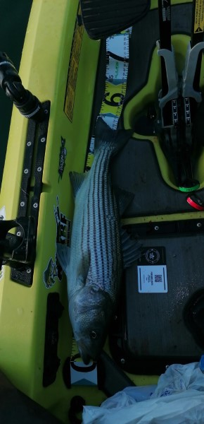 Fish Measure Picture