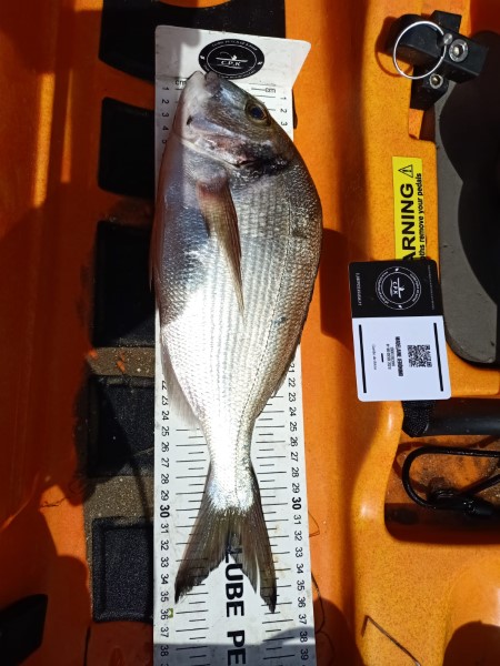 Fish Measure Picture