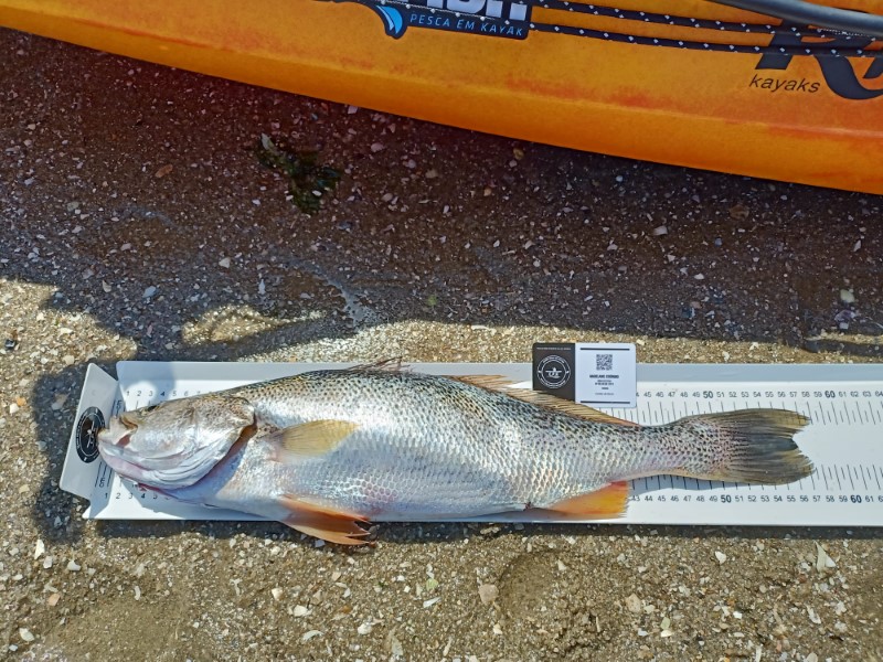 Fish Measure Picture