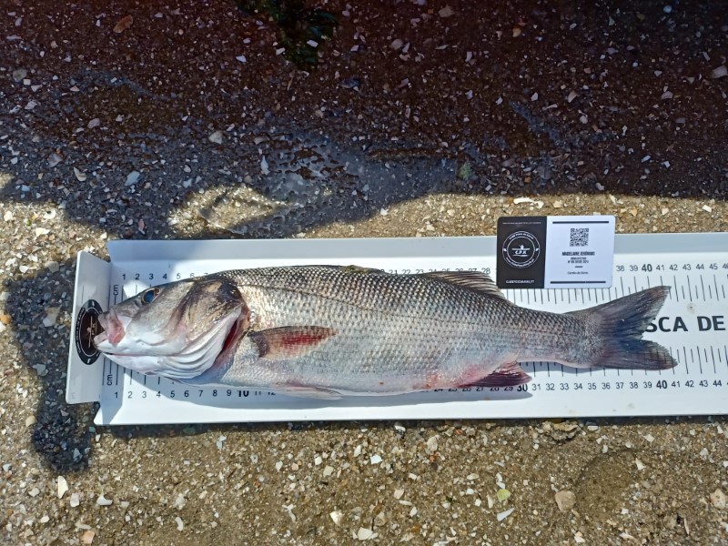 Fish Measure Picture