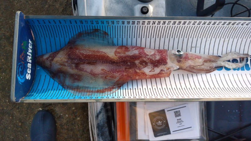 Fish Measure Picture