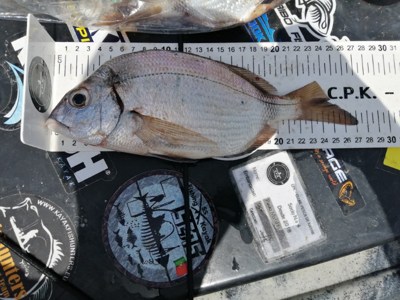 Fish Measure Picture