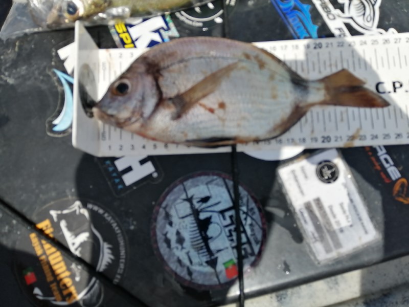 Fish Measure Picture