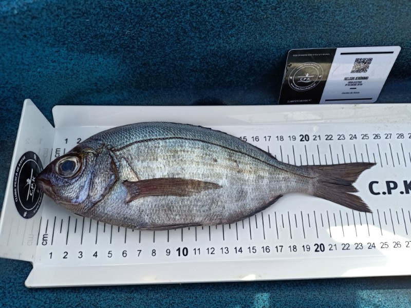 Fish Measure Picture