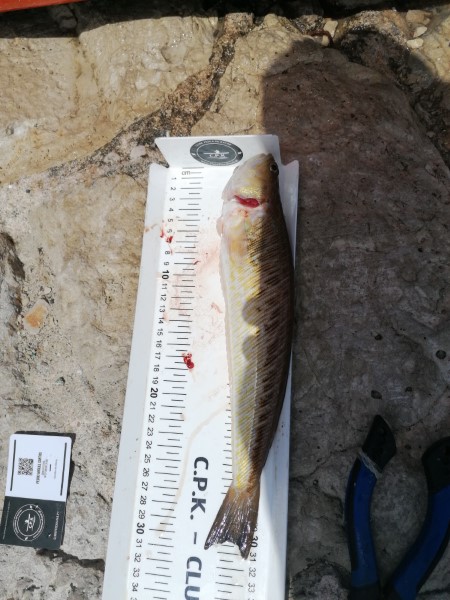 Fish Measure Picture