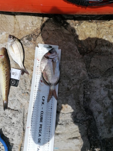 Fish Profile Picture