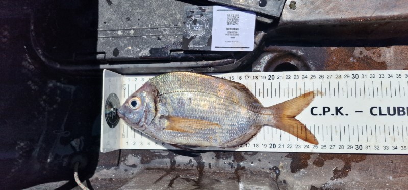 Fish Measure Picture