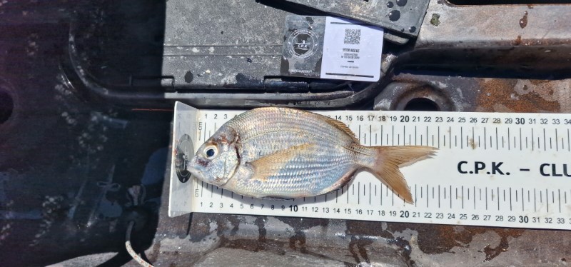 Fish Measure Picture