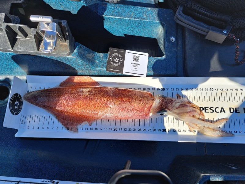 Fish Measure Picture