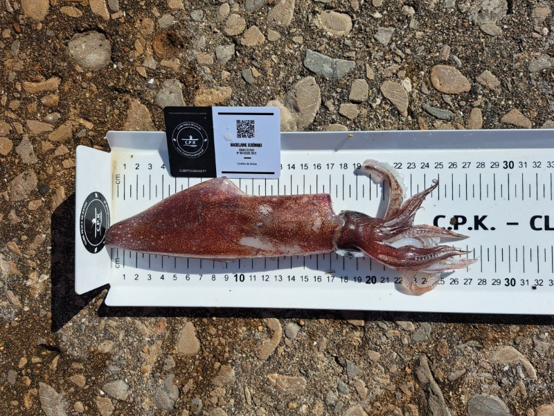Fish Measure Picture
