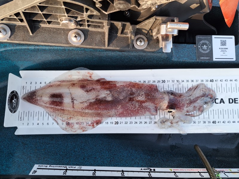 Fish Measure Picture