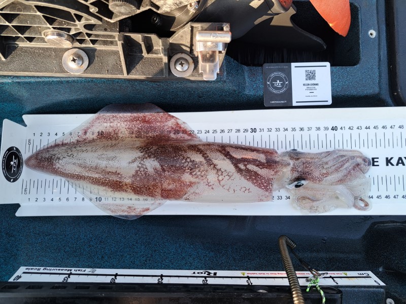 Fish Measure Picture