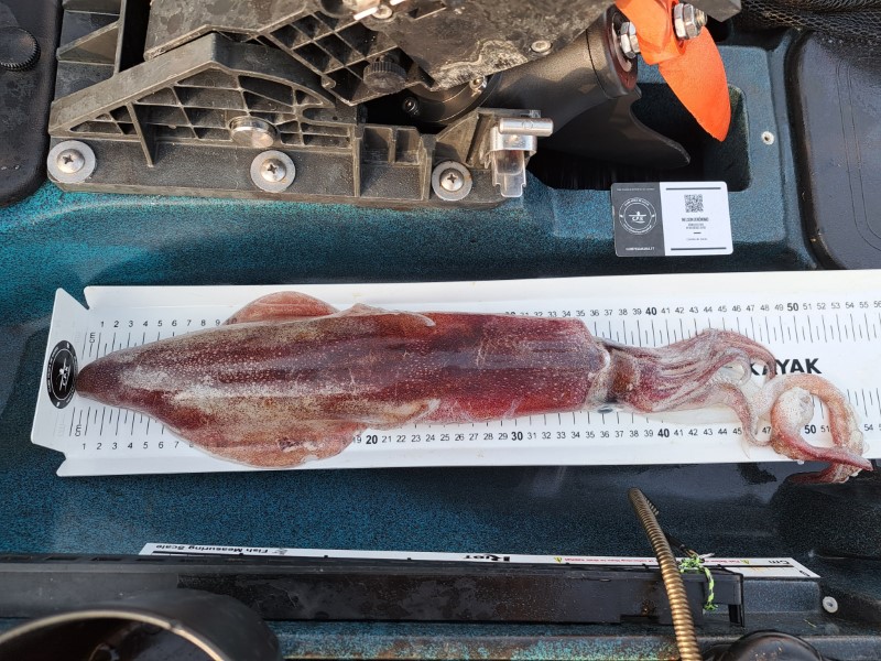 Fish Measure Picture