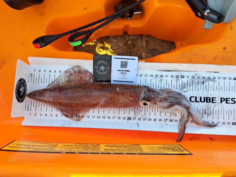 Fish Measure Picture