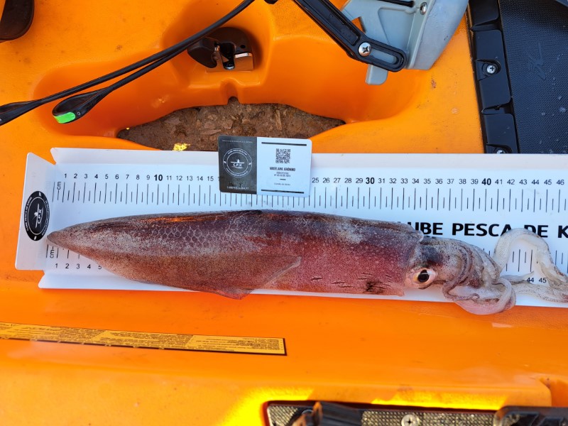 Fish Measure Picture