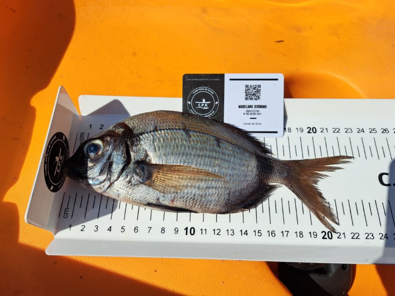Fish Measure Picture