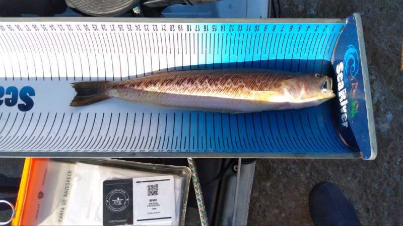 Fish Measure Picture