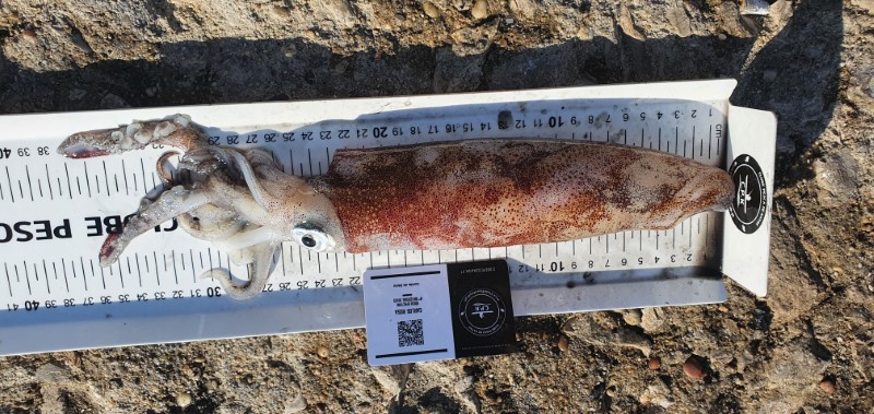 Fish Measure Picture