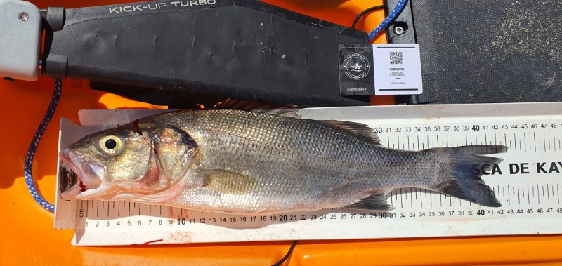 Fish Measure Picture