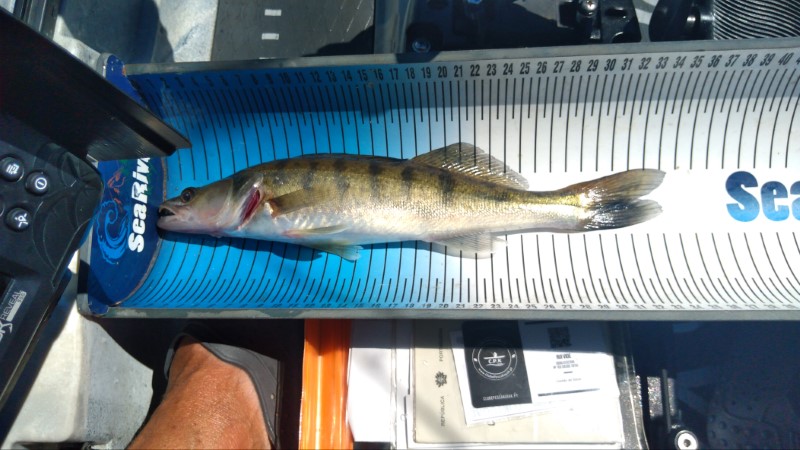 Fish Measure Picture
