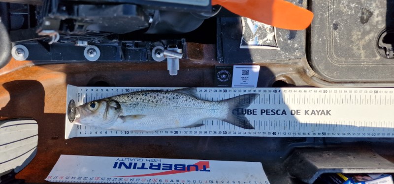 Fish Measure Picture