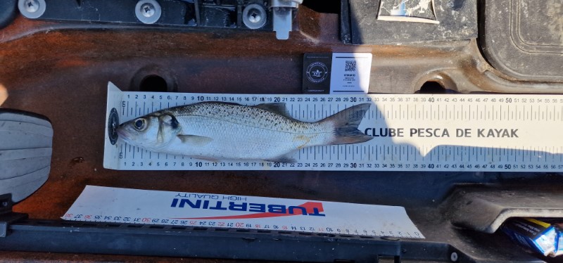 Fish Measure Picture