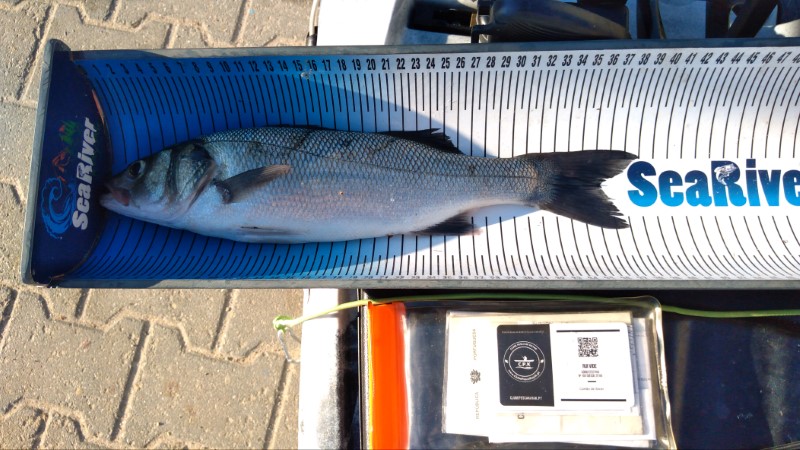 Fish Measure Picture