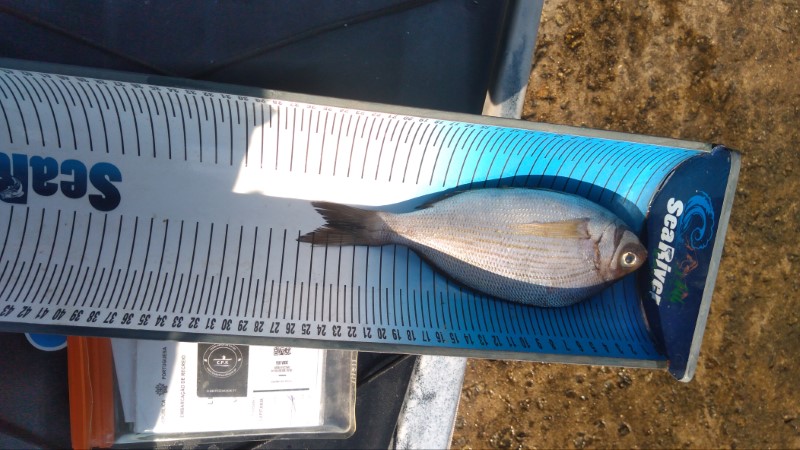 Fish Measure Picture