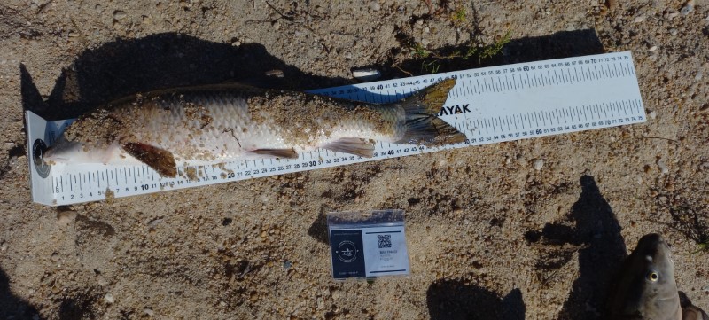 Fish Measure Picture