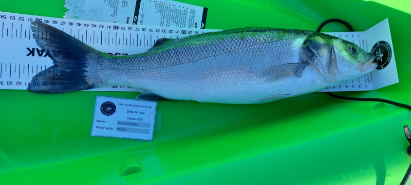 Fish Measure Picture