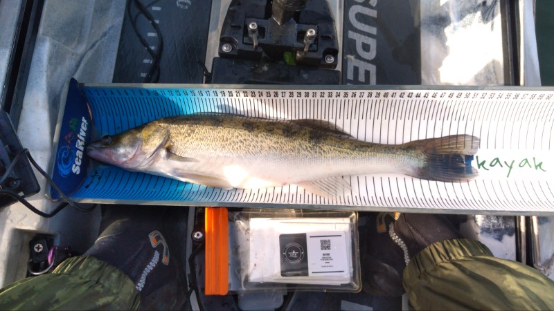 Fish Measure Picture