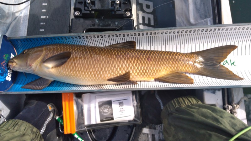 Fish Measure Picture