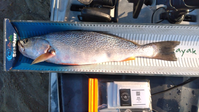 Fish Measure Picture