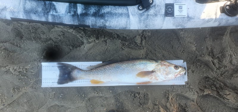 Fish Measure Picture