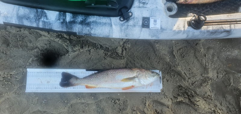 Fish Measure Picture