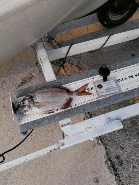 Fish Measure Picture