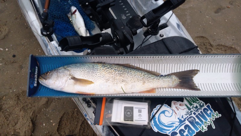 Fish Measure Picture