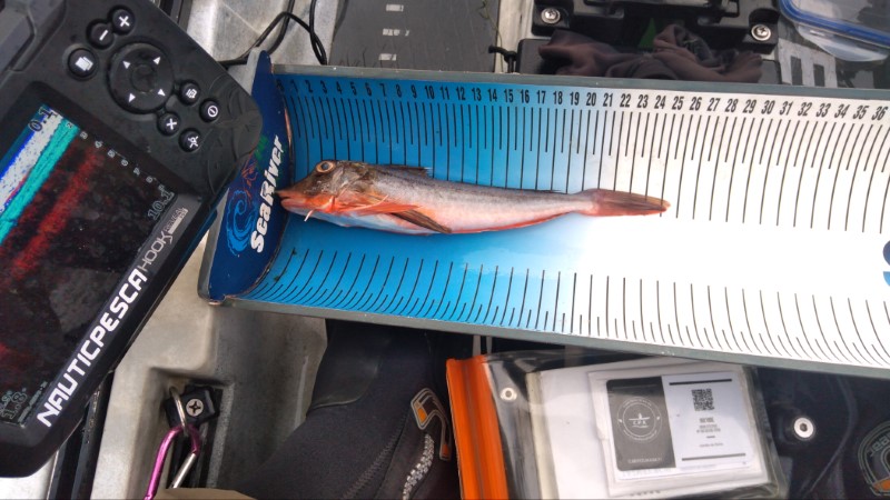 Fish Measure Picture